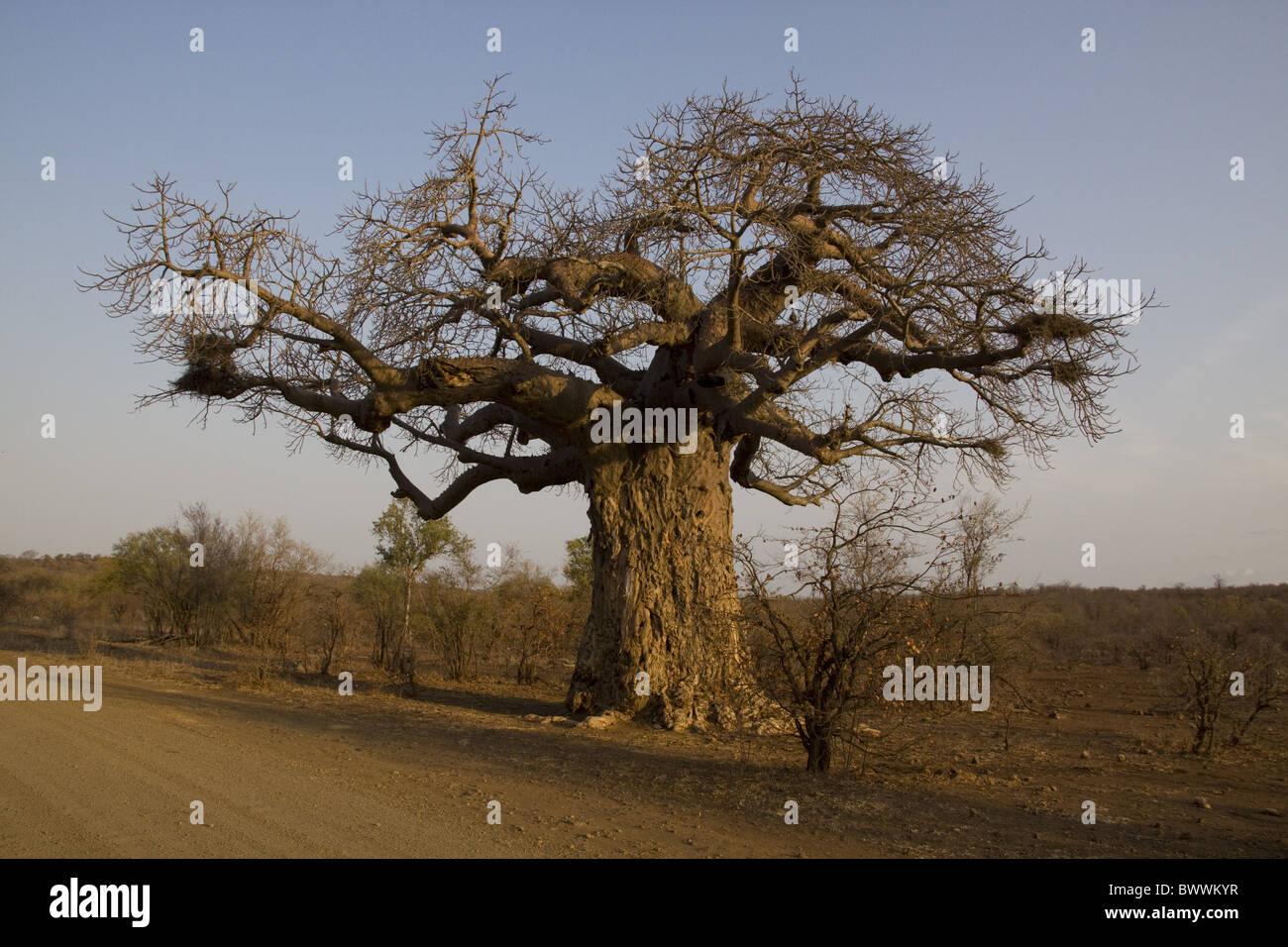Baobab tree showing considerable damage from Stock Photo