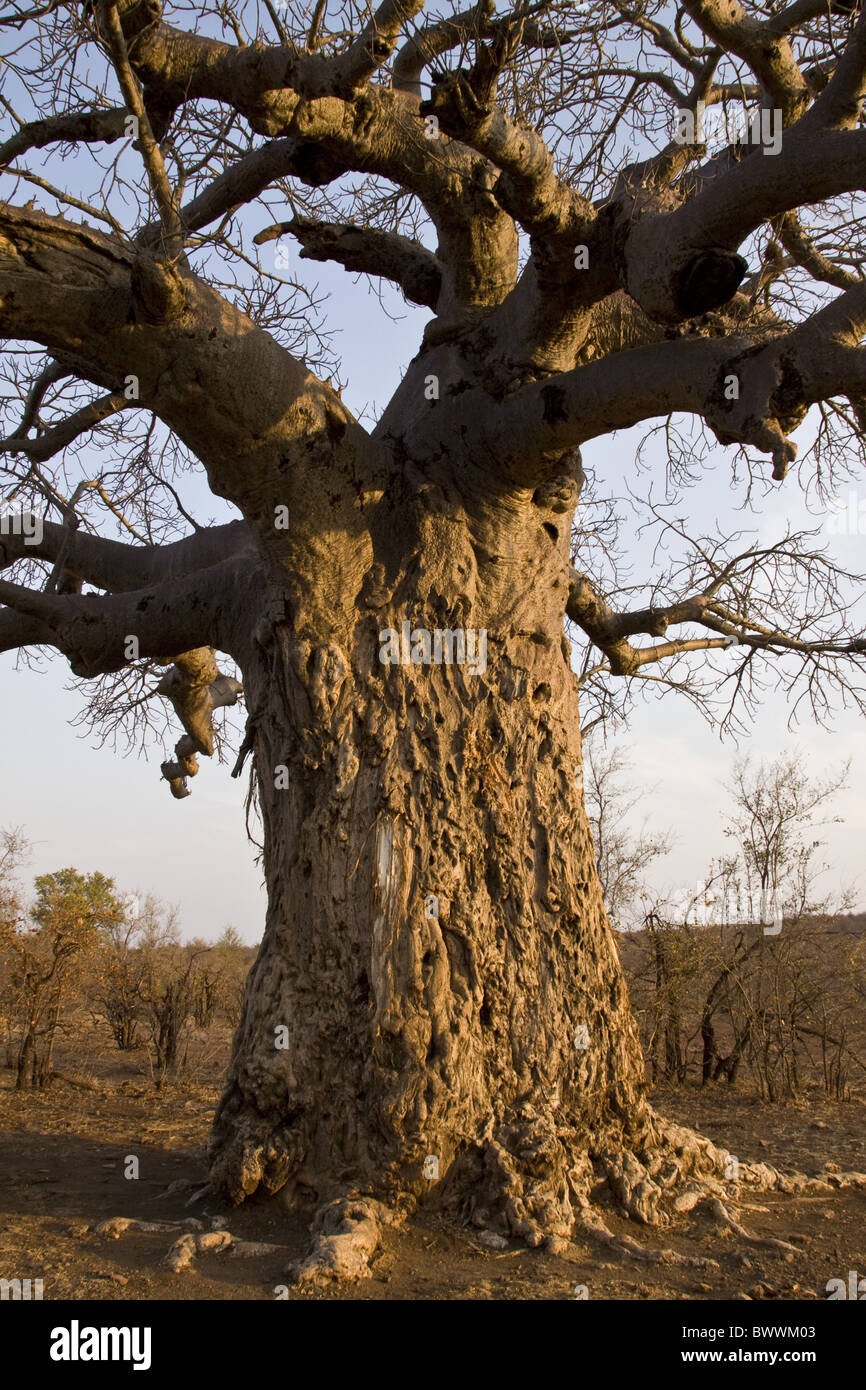 Baobab tree showing considerable damage from Stock Photo