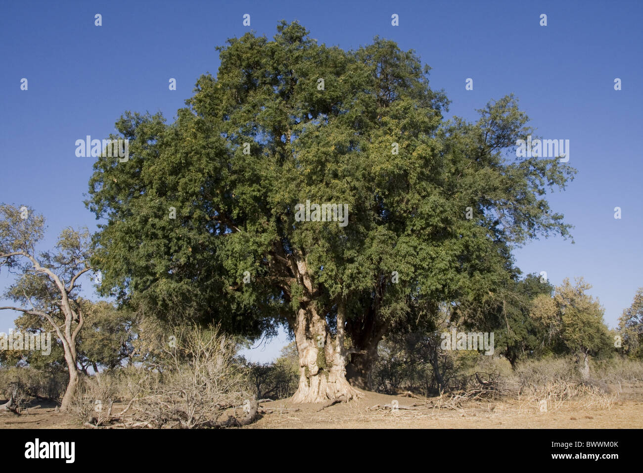Mashatu Tree often used by leopards rest Botswana Stock Photo