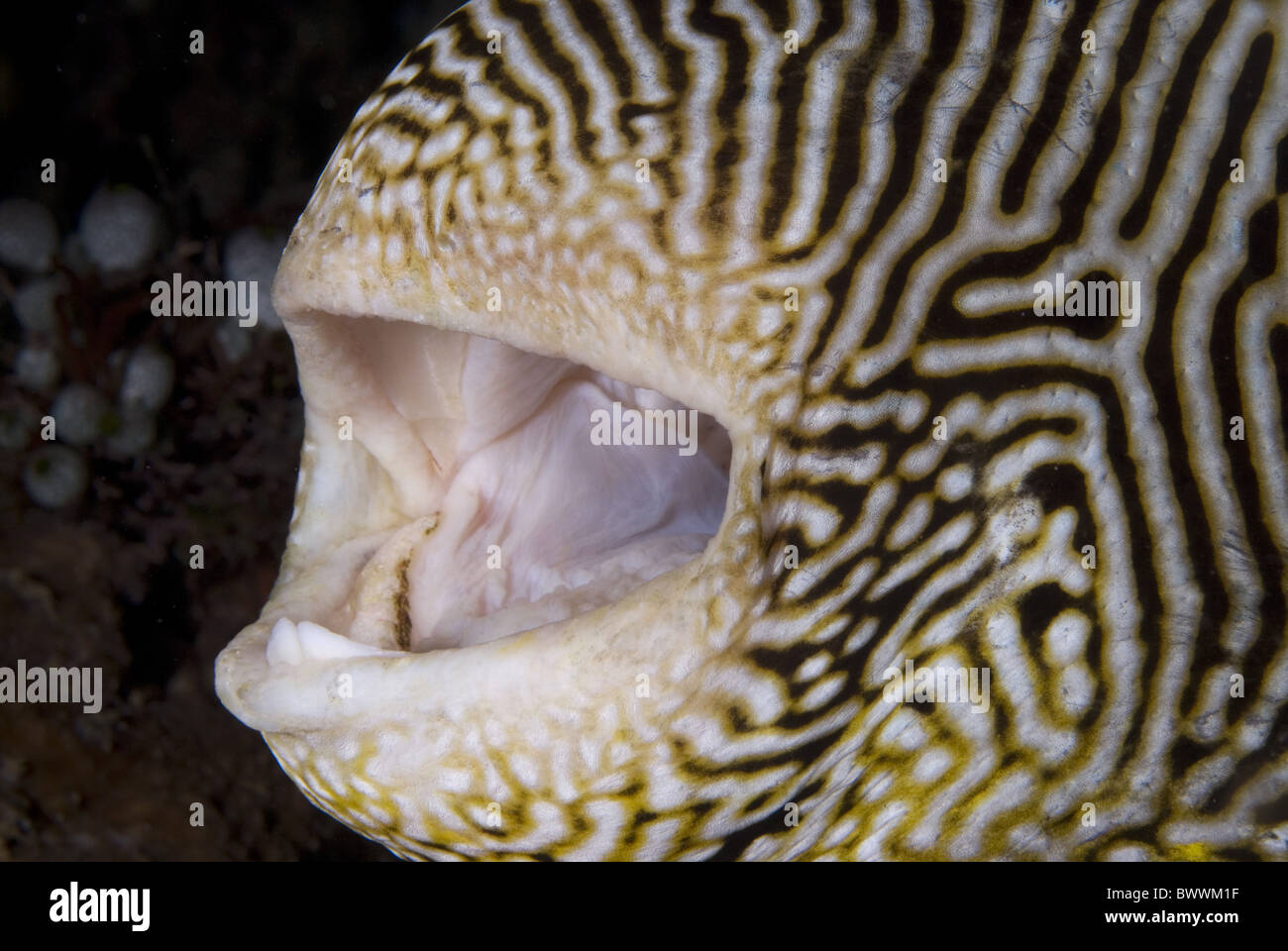 Fish Mouth Map puffer Arothron mappa Underwater Marine Sea Diving Banda