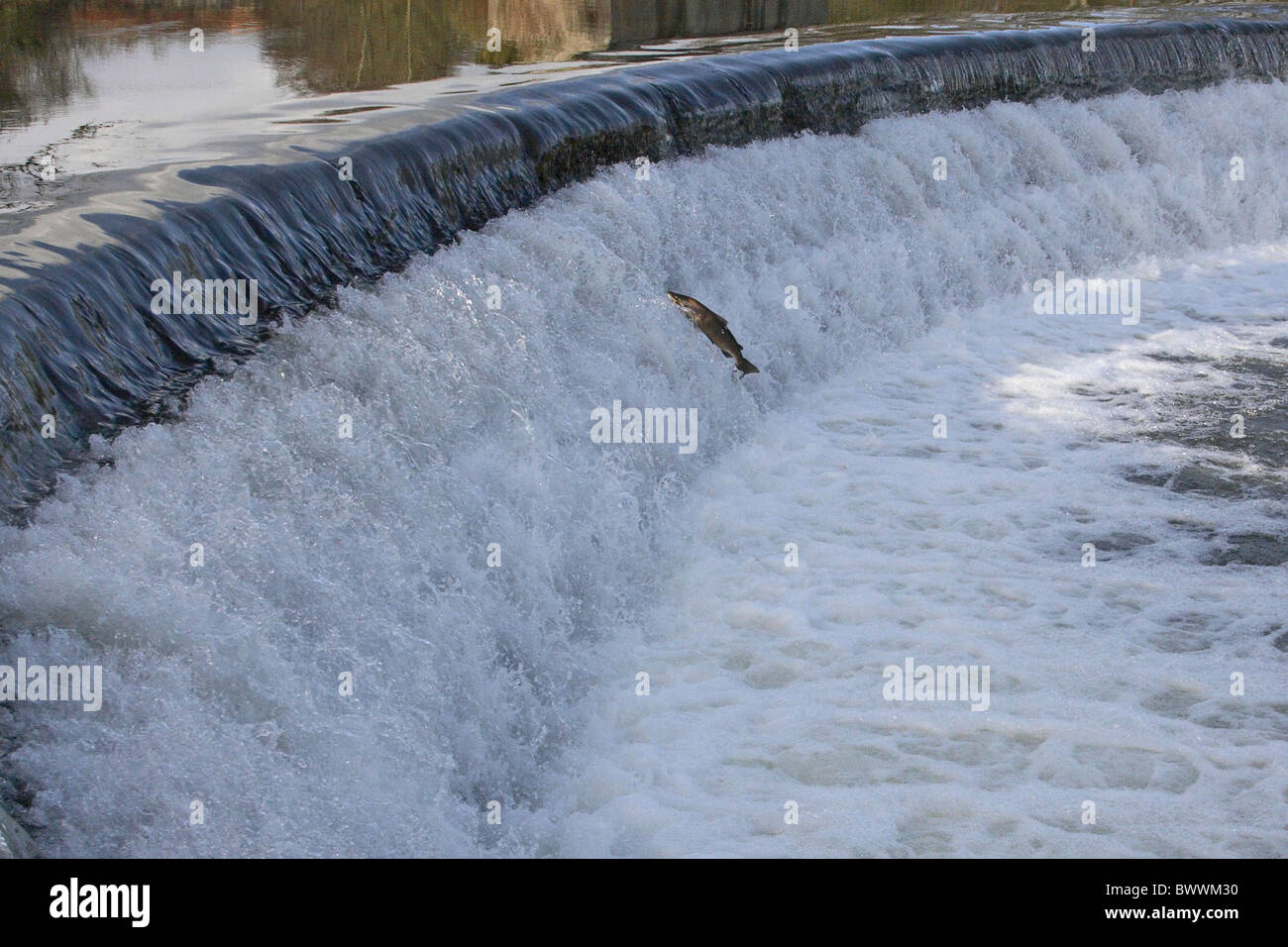 swimming salmon rivers water tail behaviour behaviour Shropshire autumn