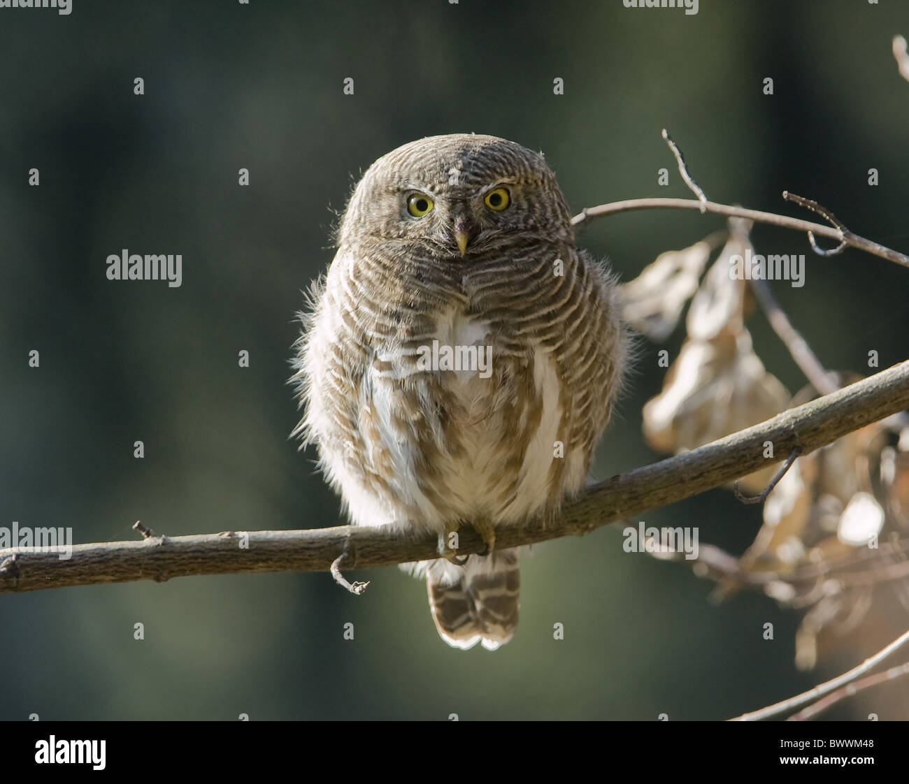 Owlet adult sales