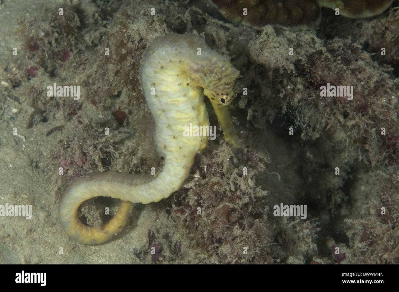 Tiger Tail Seahorse Hippocampus comes Fish Coral Dive Pulau Putri ...