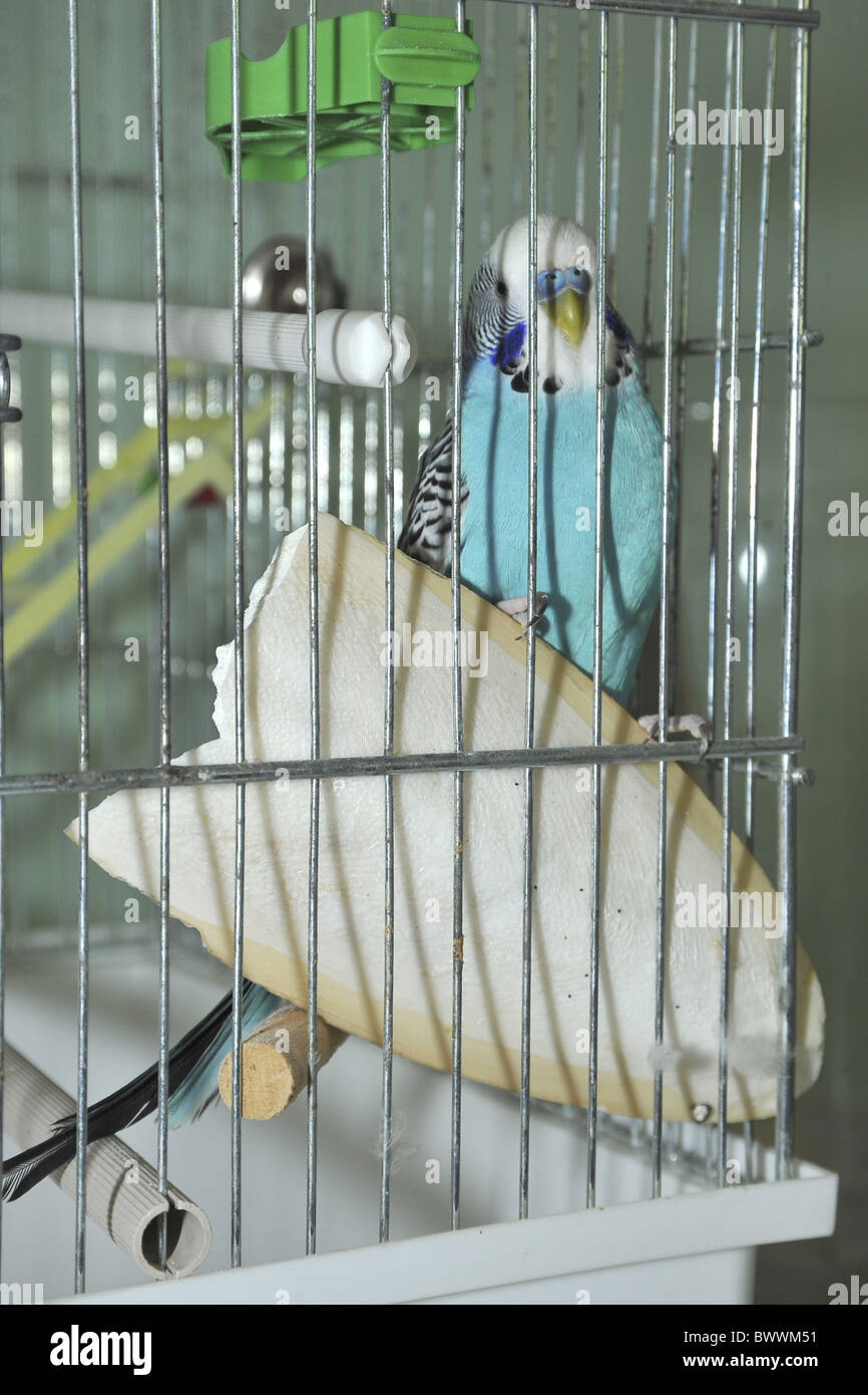 Cuttlefish budgie store cage