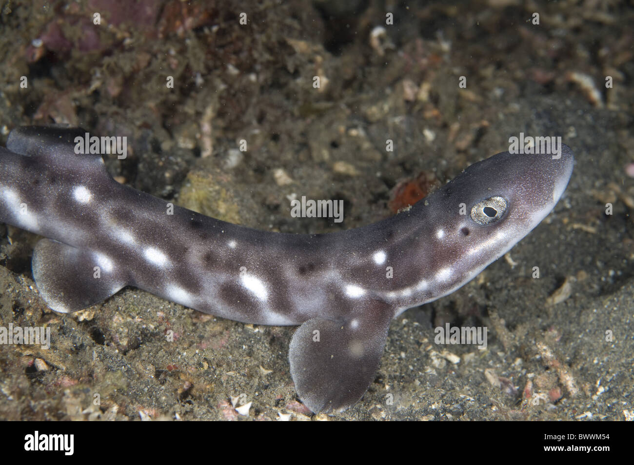 Coral Cat Shark Atelomycterus marmoratus Fish Underwater Muck Black Sand Slow Poke Lembeh Marine Sea Diving Sulawesi Indonesia Stock Photo