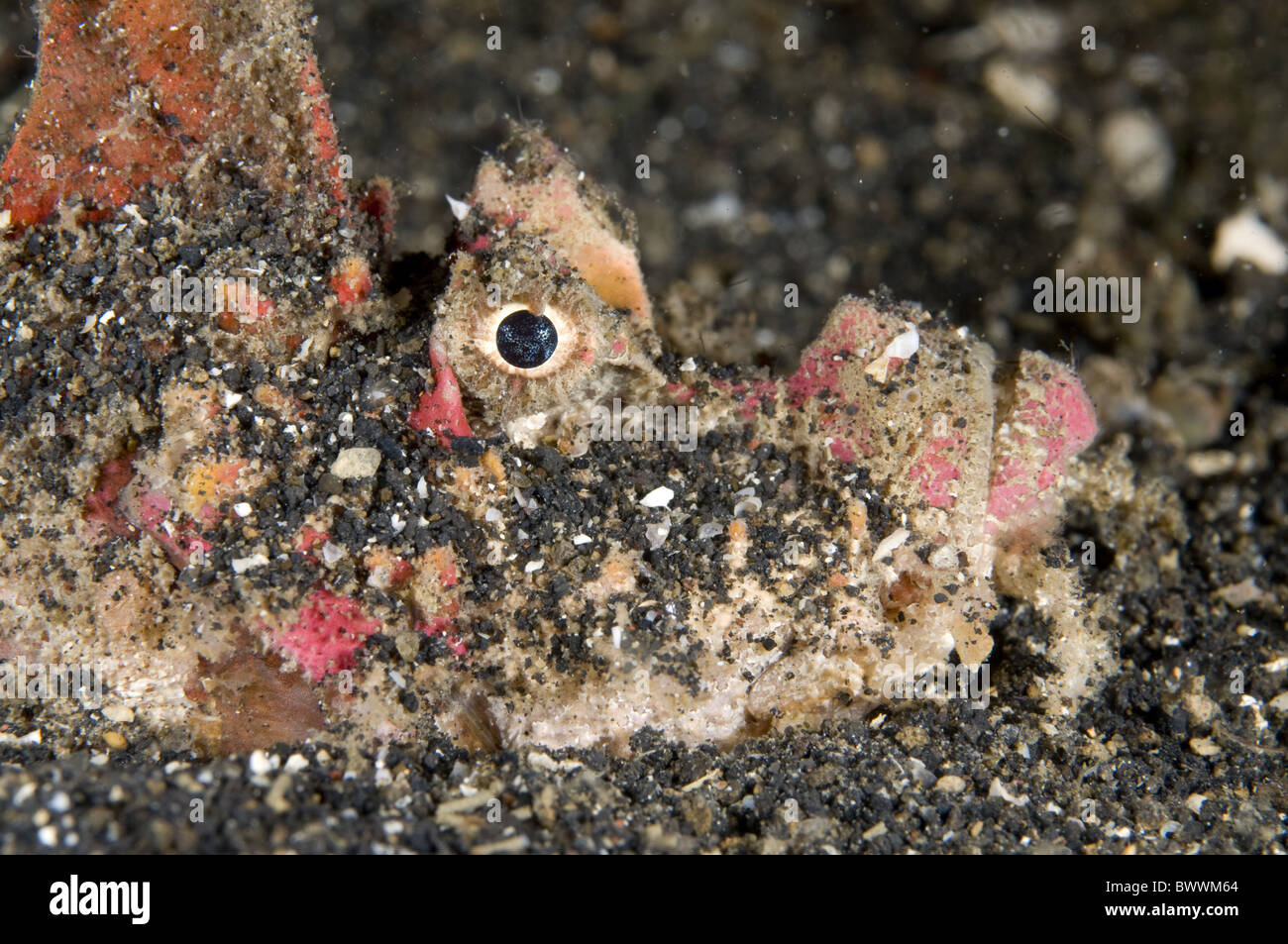 Red Spiny Devilfish Inimicus didactylus Fish Underwater Muck Black Sand Slow Poke Lembeh Sulawesi Marine Sea Diving Indonesia Stock Photo