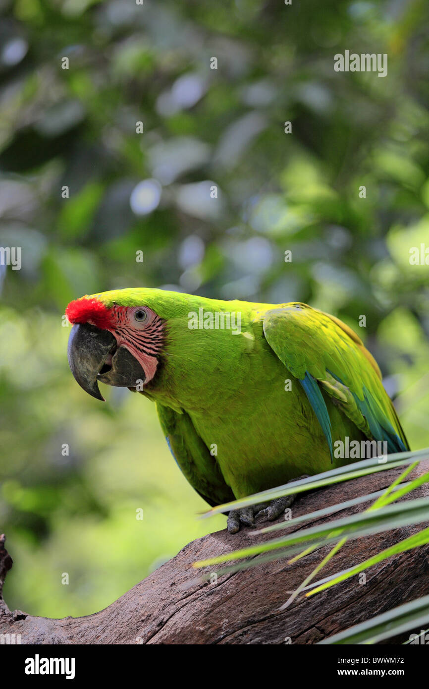 Military Macaw (Ara militaris) adult, perched on branch, Roatan, Honduras Stock Photo