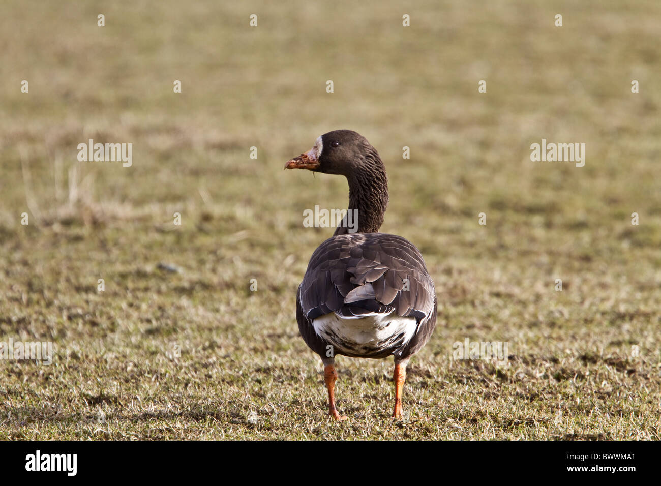 Greenland White fronted Goose on Islay Scotland Stock Photo Alamy