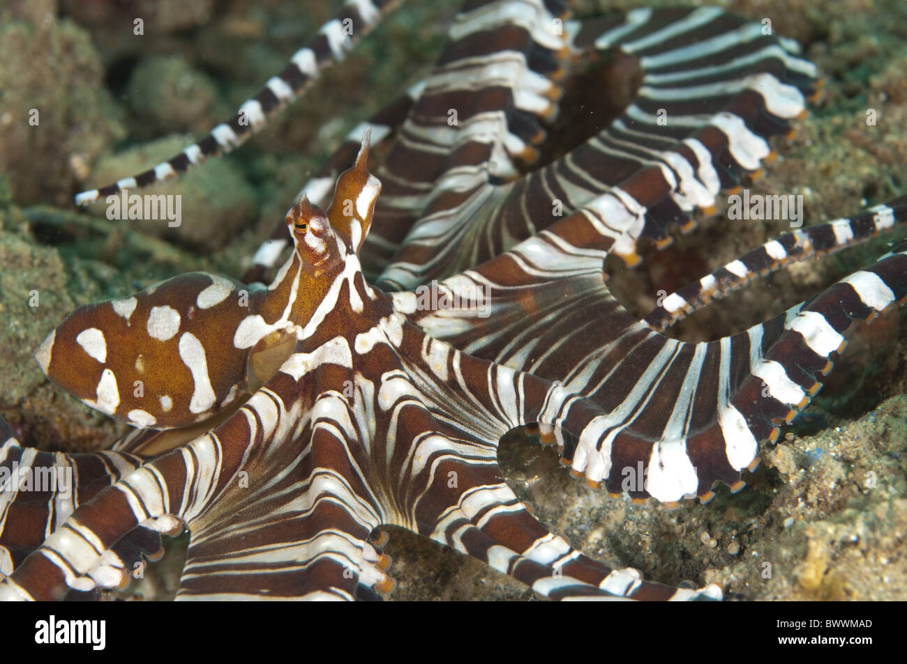 Wonderpus Octopus Laha Reef Marine Sea Underwater Diving Dive Ambon