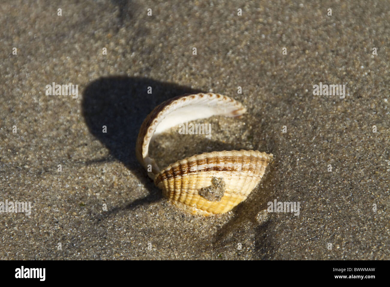 Shell of common cockle l Stock Photo - Alamy