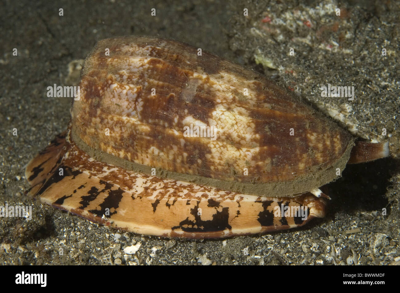 Underwater Marine Sea Diving Muck House Reef Lembeh Sulawesi Indonesia Shell Cone Conus geographus animal animals shell shells Stock Photo