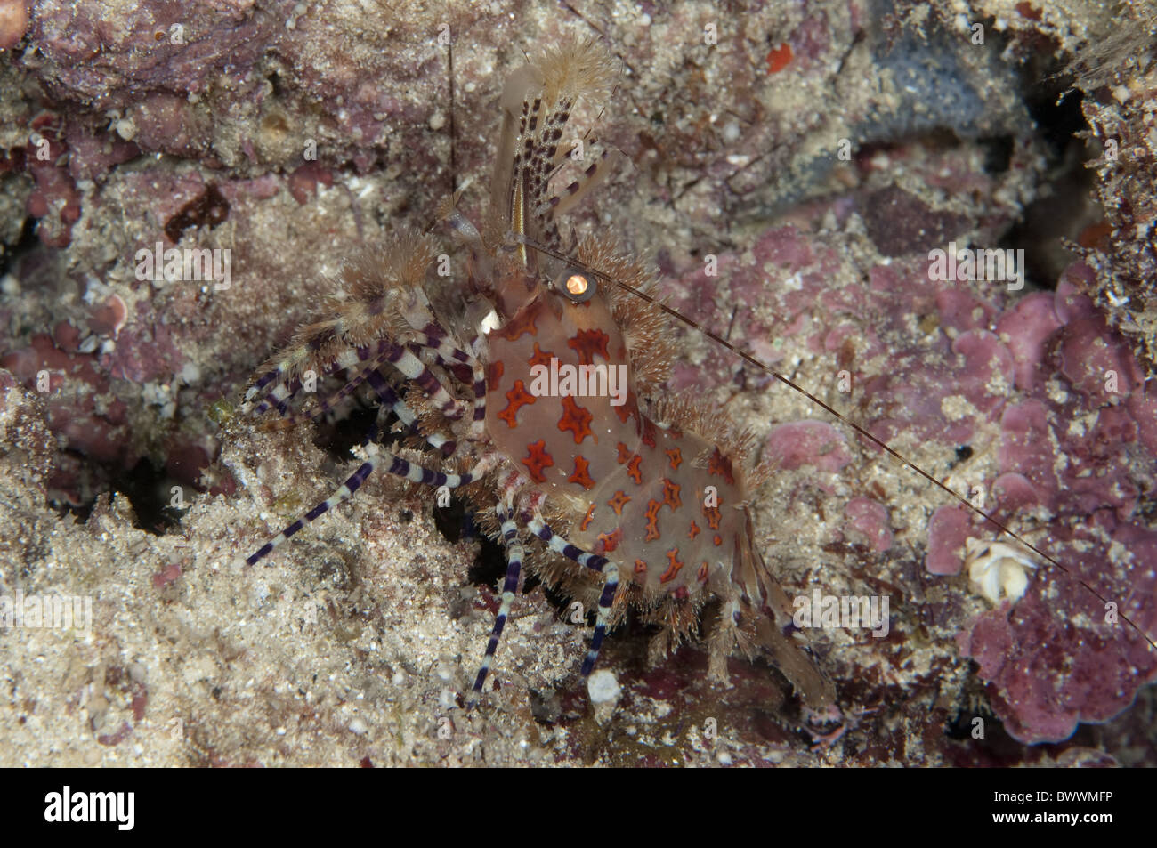 Saron Shrimp marmoratus Crustacean Maluku Divers Reef Marine Sea Underwater Diving Night Dive Ambon Indonesia animal animals Stock Photo