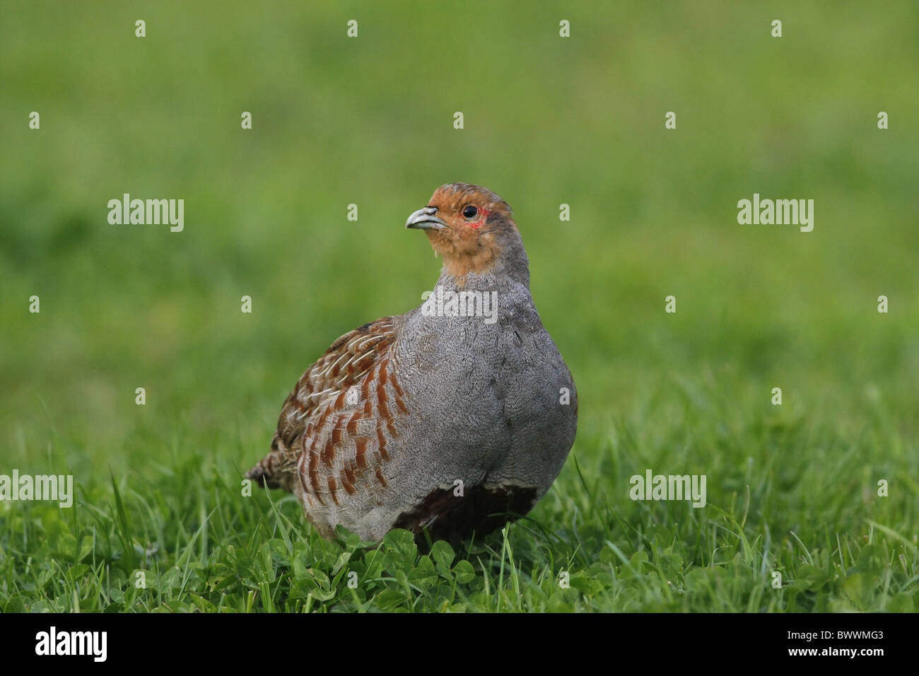 Grey Partridges English Partridge Perdix Stock Photos & Grey Partridges