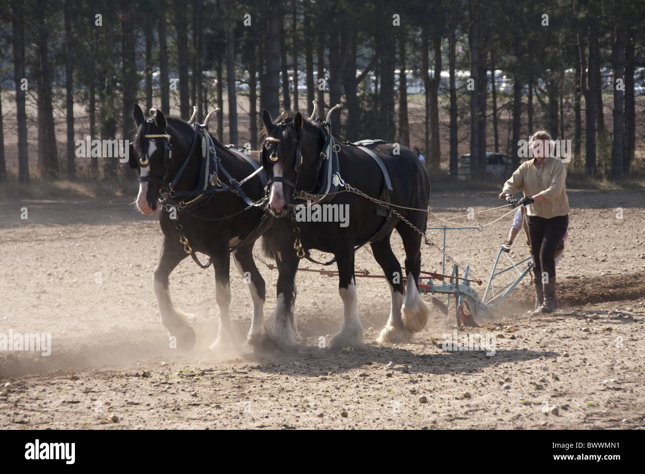 Shire Horse pulling plough Stock Photo Alamy
