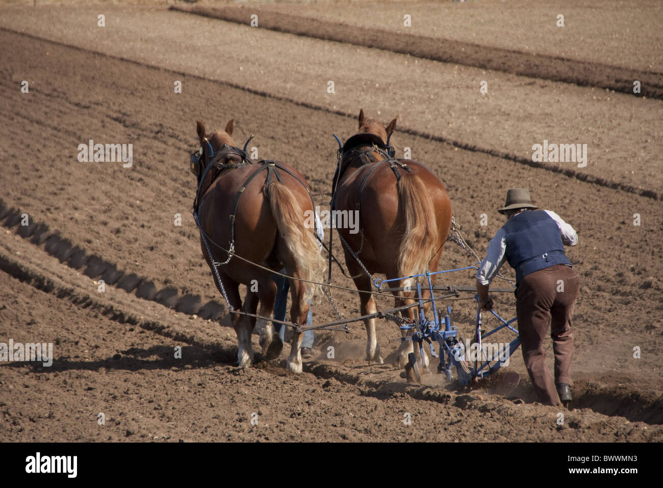 Suffolk Punch horses pulling plough Stock Photo Alamy