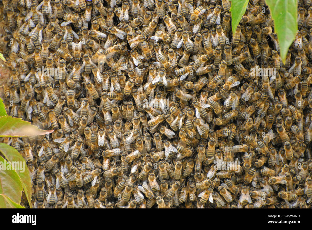 invertebrate invertebrates animal animals insect insects bee bees ...
