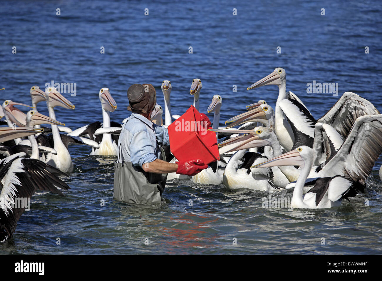 Australian Pelican (Pelecanus conspicillatus) adults, group being fed by 'Pelican Man', Kingscote, Kangaroo Island, South Australia Stock Photo