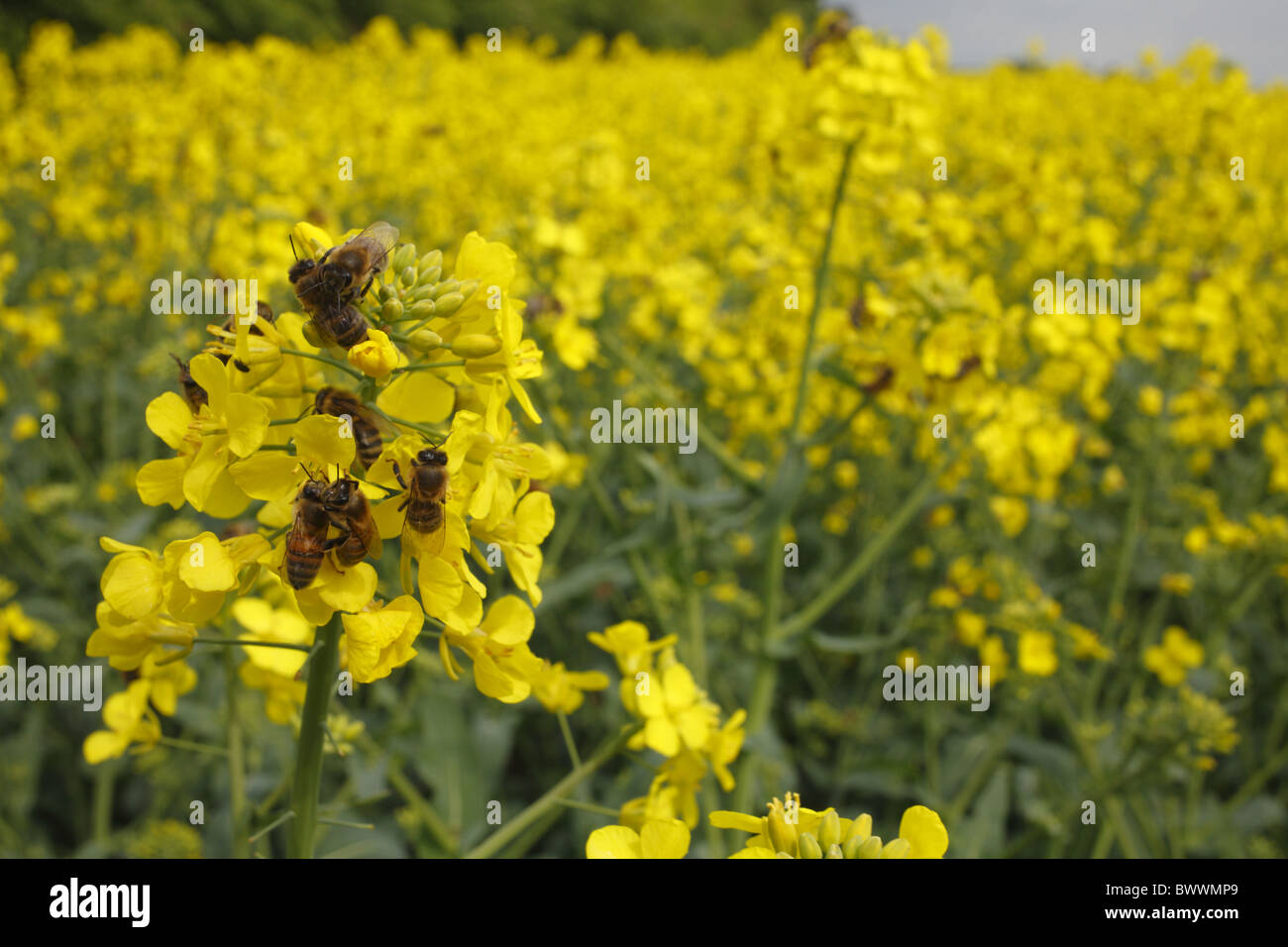 Western Honey Bee (Apis mellifera) workers, collecting pollen from