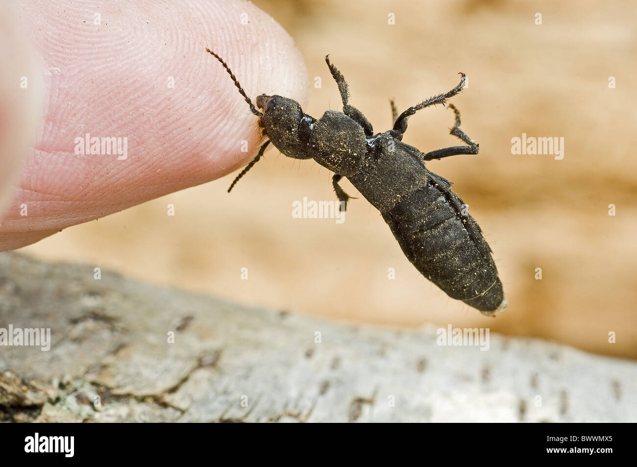 invertebrate invertebrates animal animals insect insects beetle beetles ...
