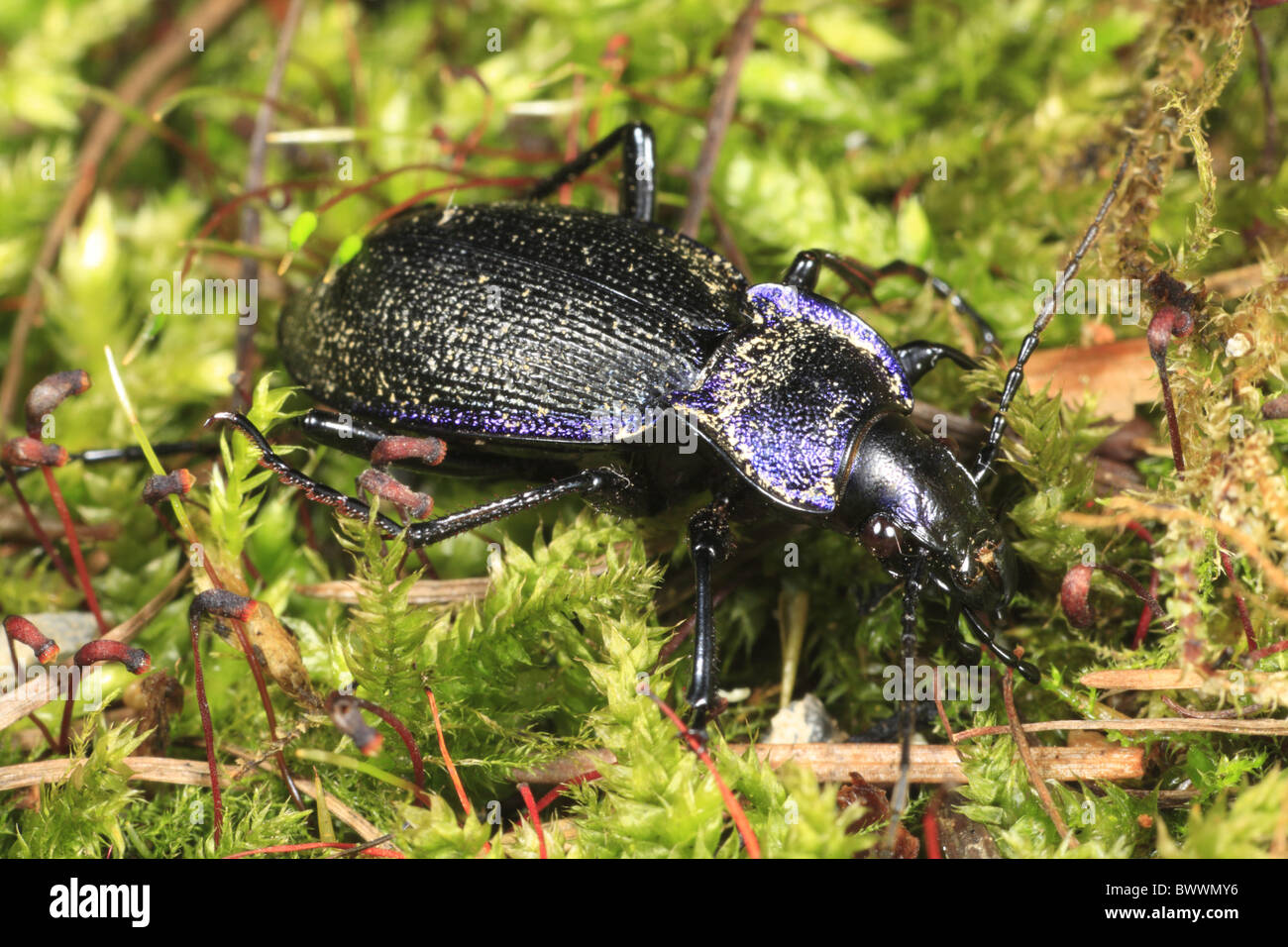 Carabus Violaceus Violet Ground Beetle Insect Bug Nature Natural Wild carabus-violaceus-violet-ground-beetle-insect-bug-nature-natural-wild