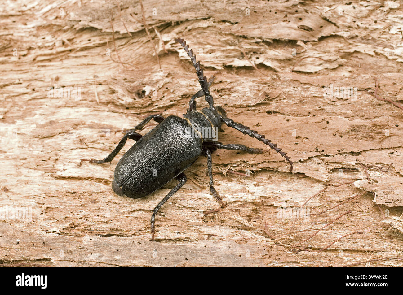 invertebrate invertebrates animal animals insect insects beetle beetles arthropod arthropods longhorn longhorns europe european Stock Photo