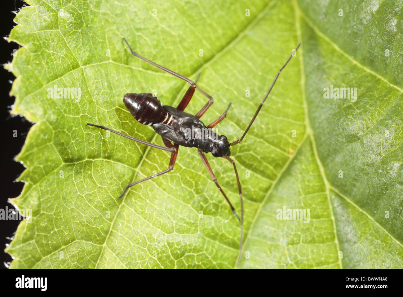 mmirid miridae bug mimic mimicry ant insect nature natural wild wildlife environment environmental europe european powys wales Stock Photo
