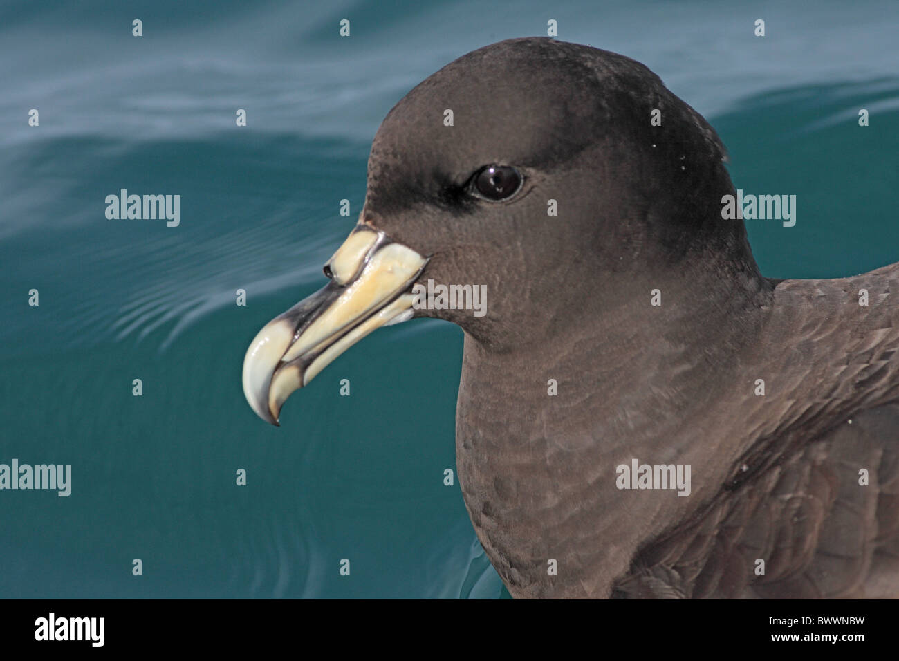 White-chinned Petrel (Procellaria aequinoctialis) adult, close-up of head, swimming at sea, Kaikoura, New Zealand, Stock Photo