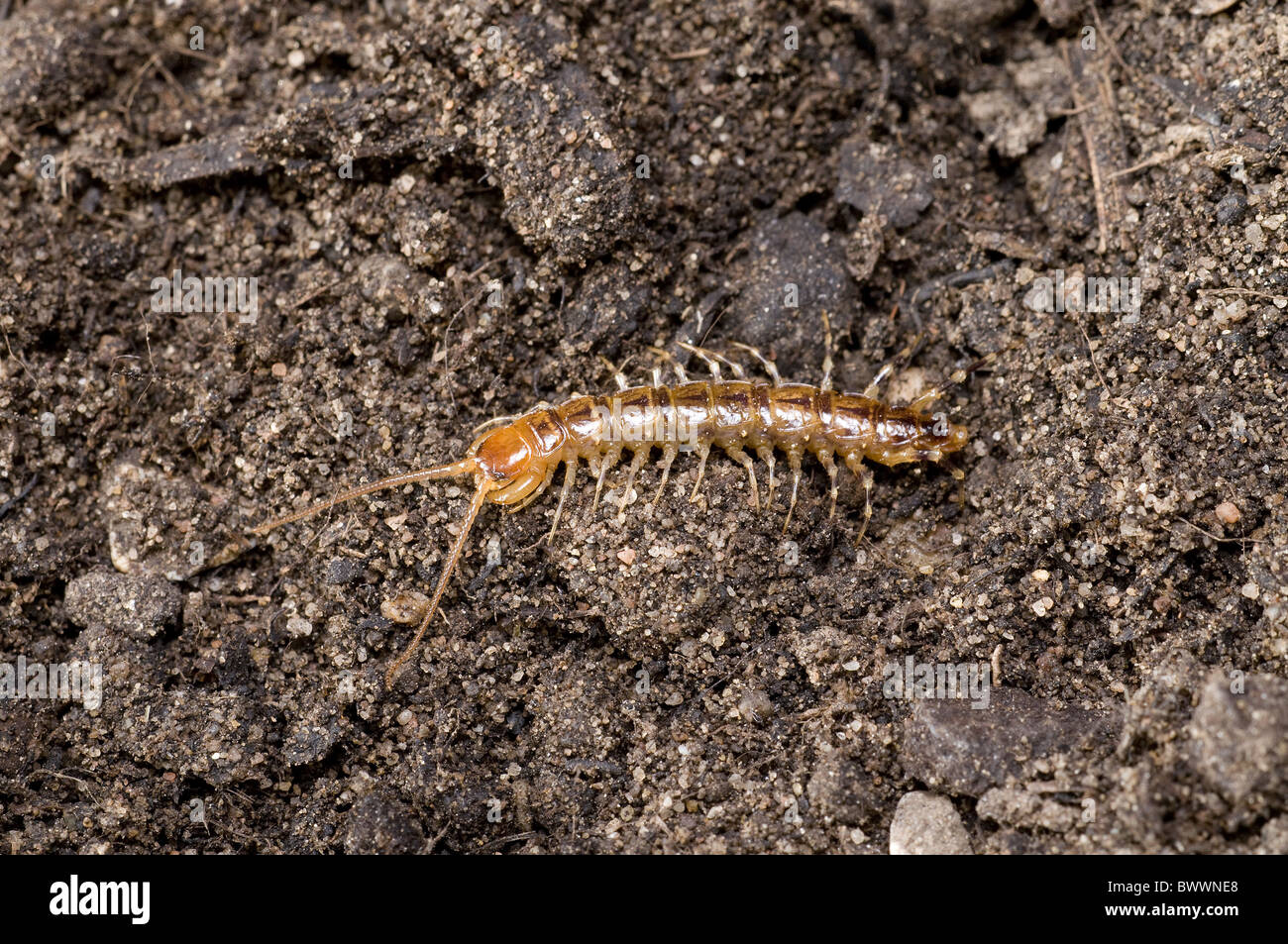 invertebrate invertebrates animal animals arthropod arthropods centipede centipedes europe european wildlife nature lithobiid Stock Photo
