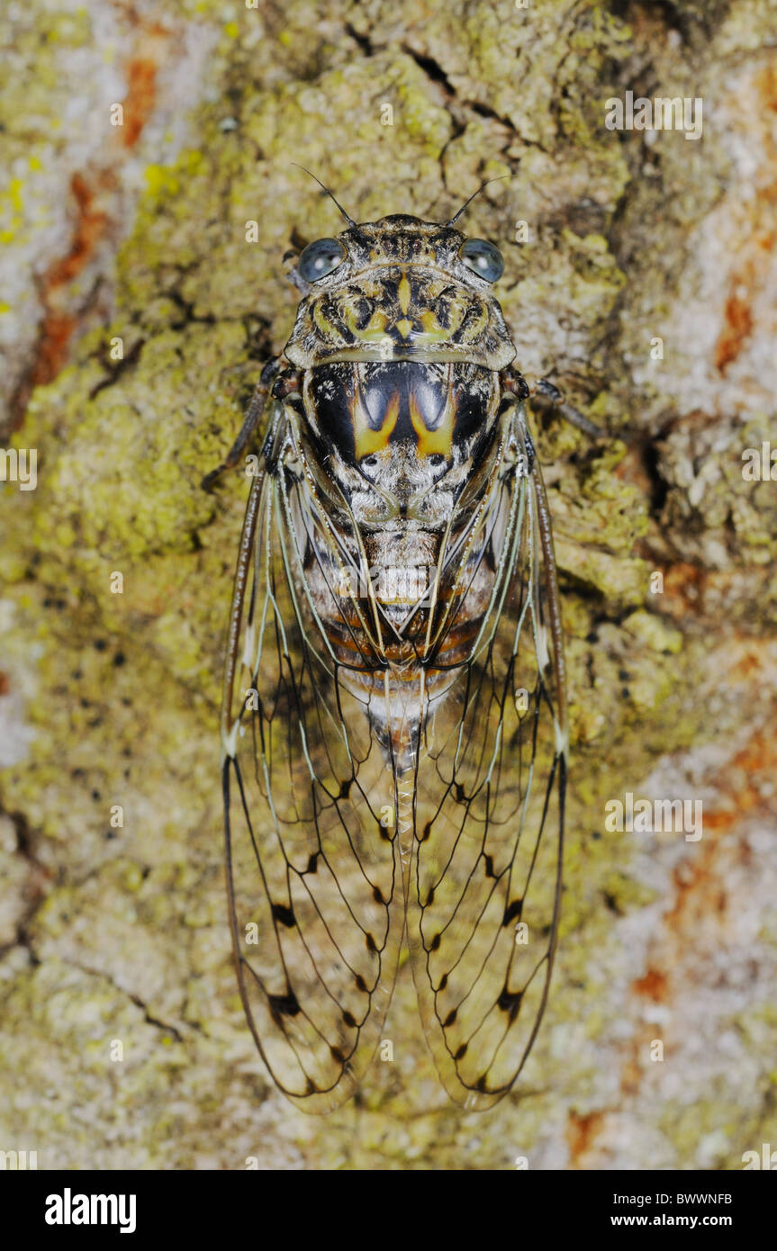 Cicada orni insect invertebrate invertebrates animal animals arthropod arthropods insect insects bug bugs cicada cicadas europe Stock Photo