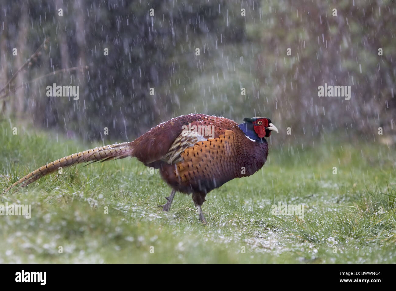 Pheasant Falling Common Pheasant (Phasianus colchicus) adult male, walking on garden ...