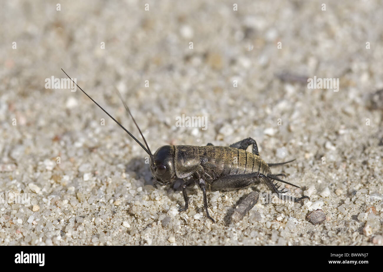 invertebrate invertebrates animal animals arthropod arthropods insect insects orthoptera cricket