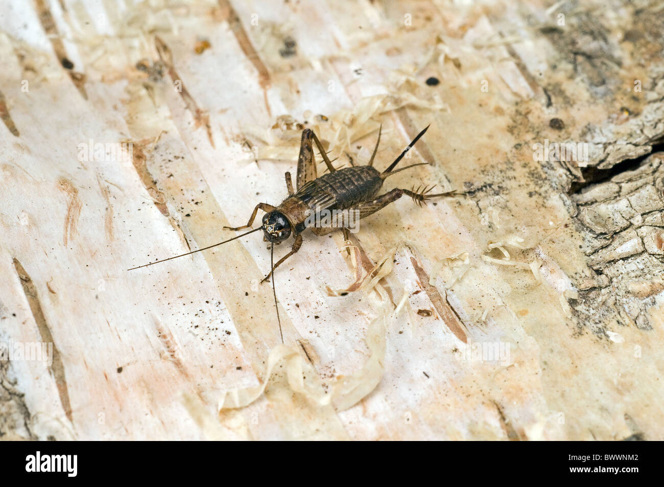 invertebrate invertebrates animal animals arthropod arthropods insect insects orthoptera cricket