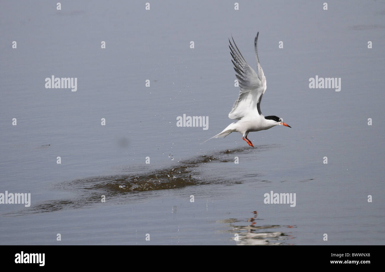 Common tern plunge drives into fresh water Stock Photo