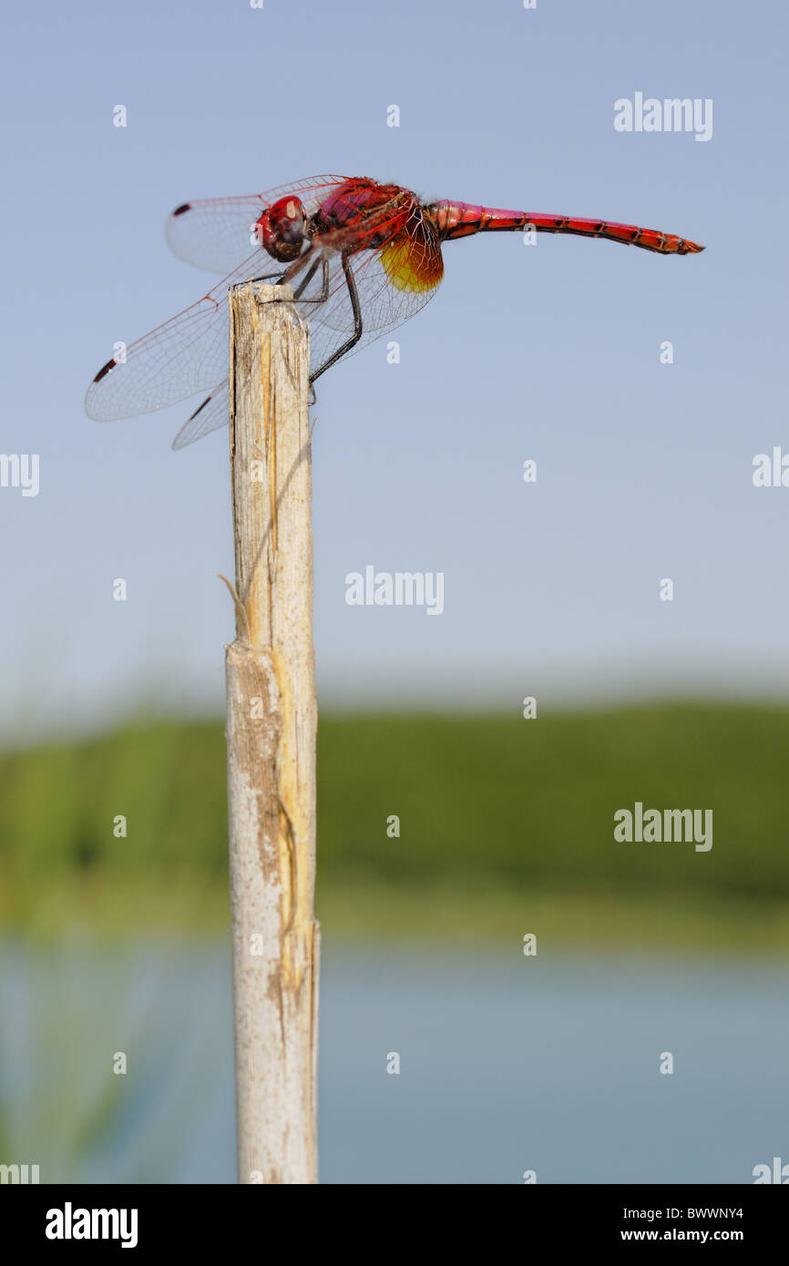 Violet Dropwing (Trithemis annulata) adult, basking on stem beside lake, species spreading northwards due to global warming, Stock Photo