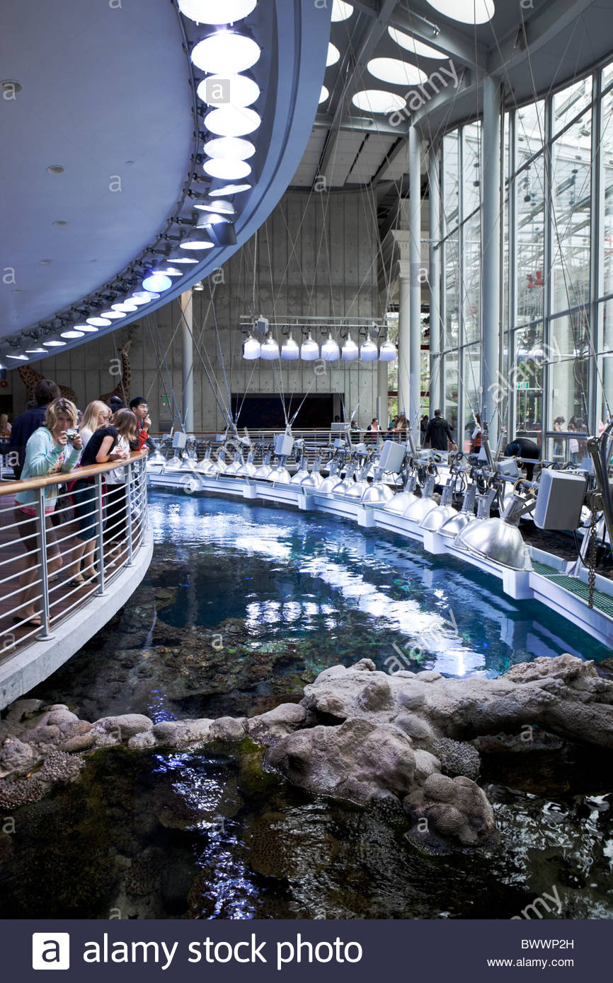 The Steinhart Aquarium In San Francisco - Steinhart Aquarium At California AcaDemy Of Sciences San Francisco BWWP2H