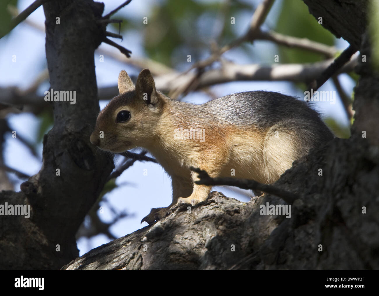 Persian Red Squirrel - Lesvos Greece Stock Photo
