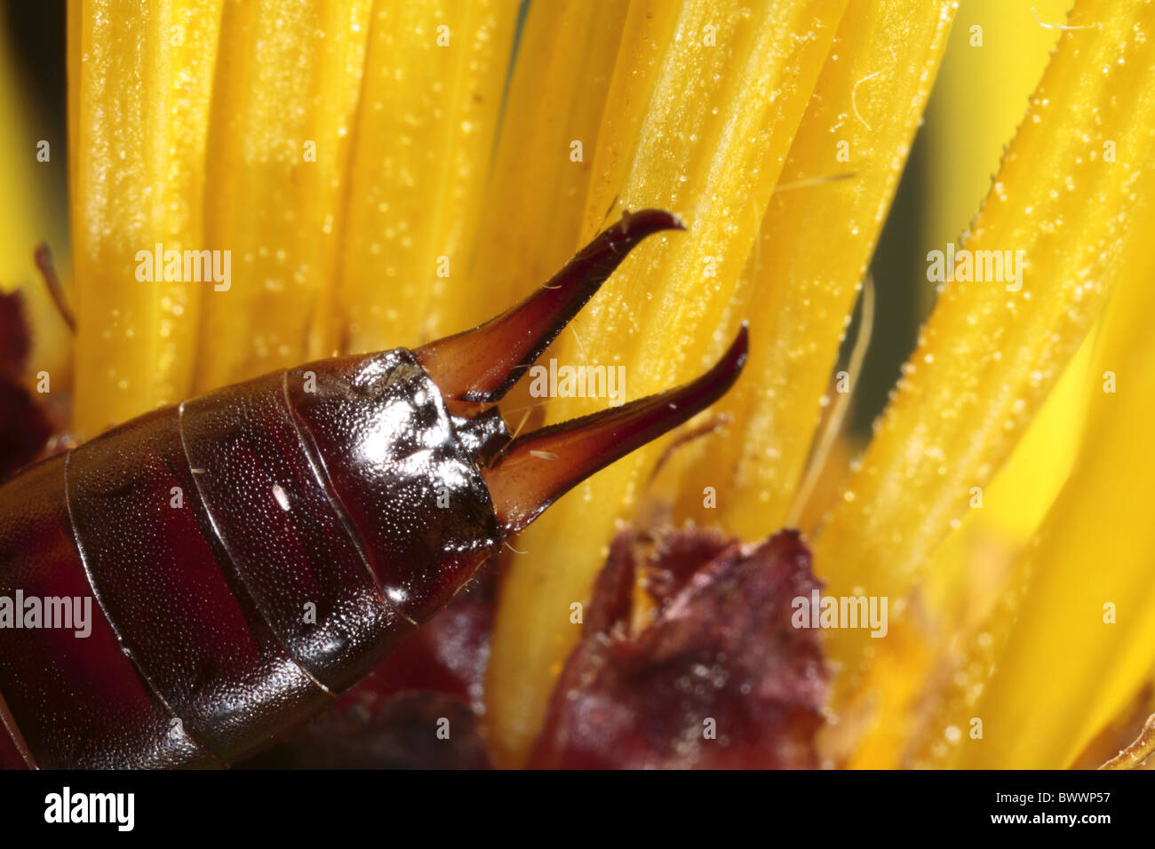 Forficula auricularia earwig common insect bug nature natural wild ...