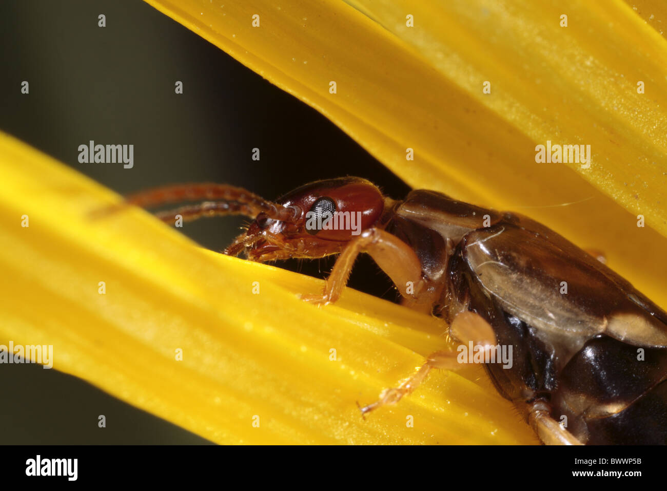 Forficula auricularia earwig common insect bug nature natural wild ...