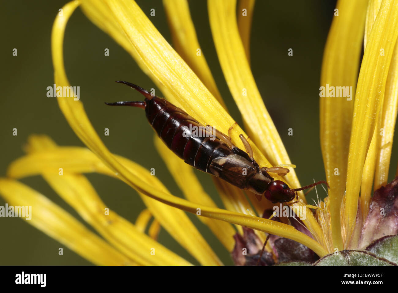 Forficula auricularia earwig common insect bug nature natural wild ...