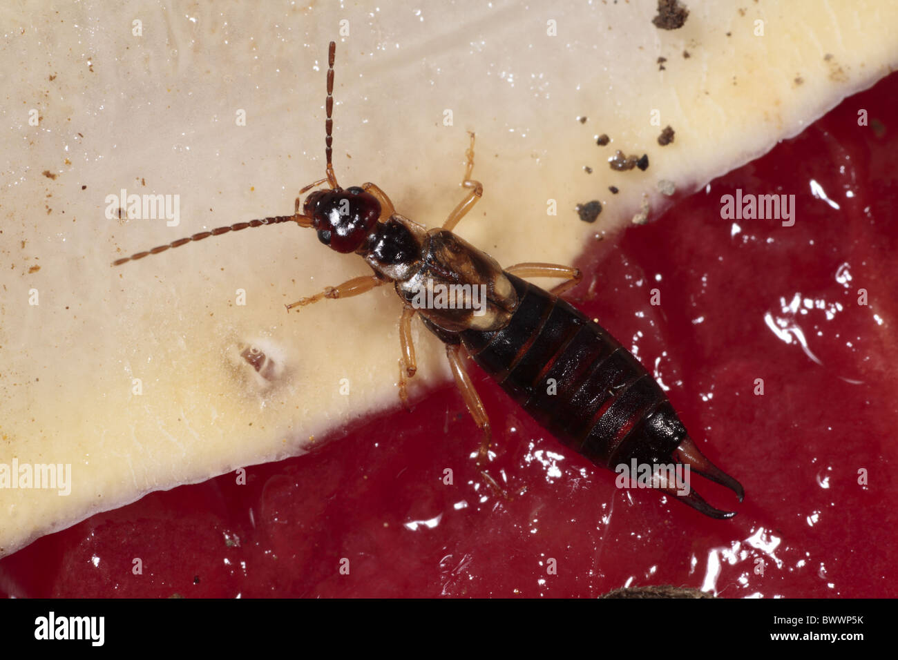 Forficula auricularia earwig common insect bug nature natural wild ...