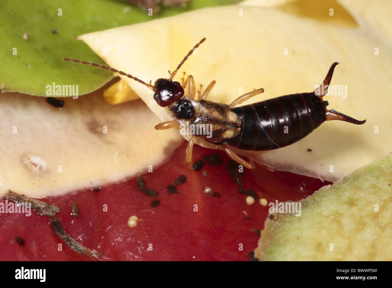 Forficula auricularia earwig common insect bug nature natural wild ...