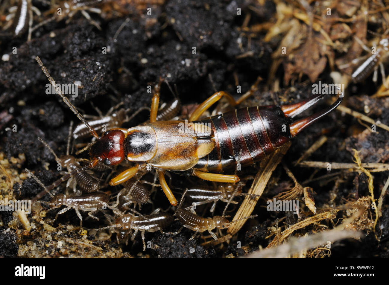Parantl Insect Forficula auricularia Insects Invertebrates parental care invertebrate ...