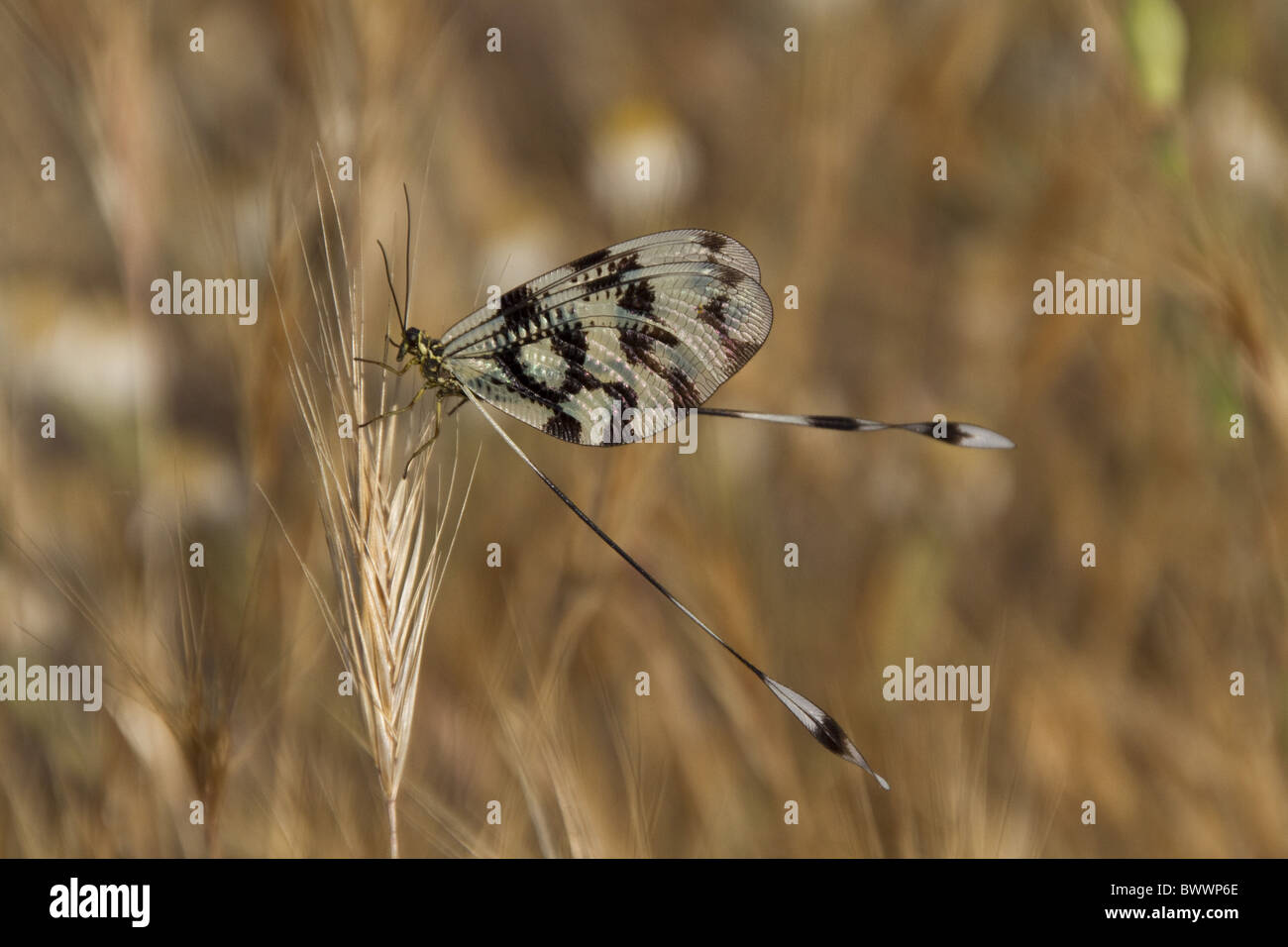 Thread lacewing hi-res stock photography and images - Alamy