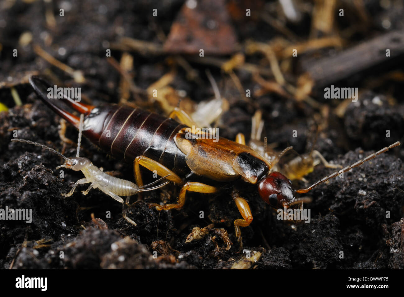 Parantl Insect Forficula auricularia Insects Invertebrates parental care invertebrate ...