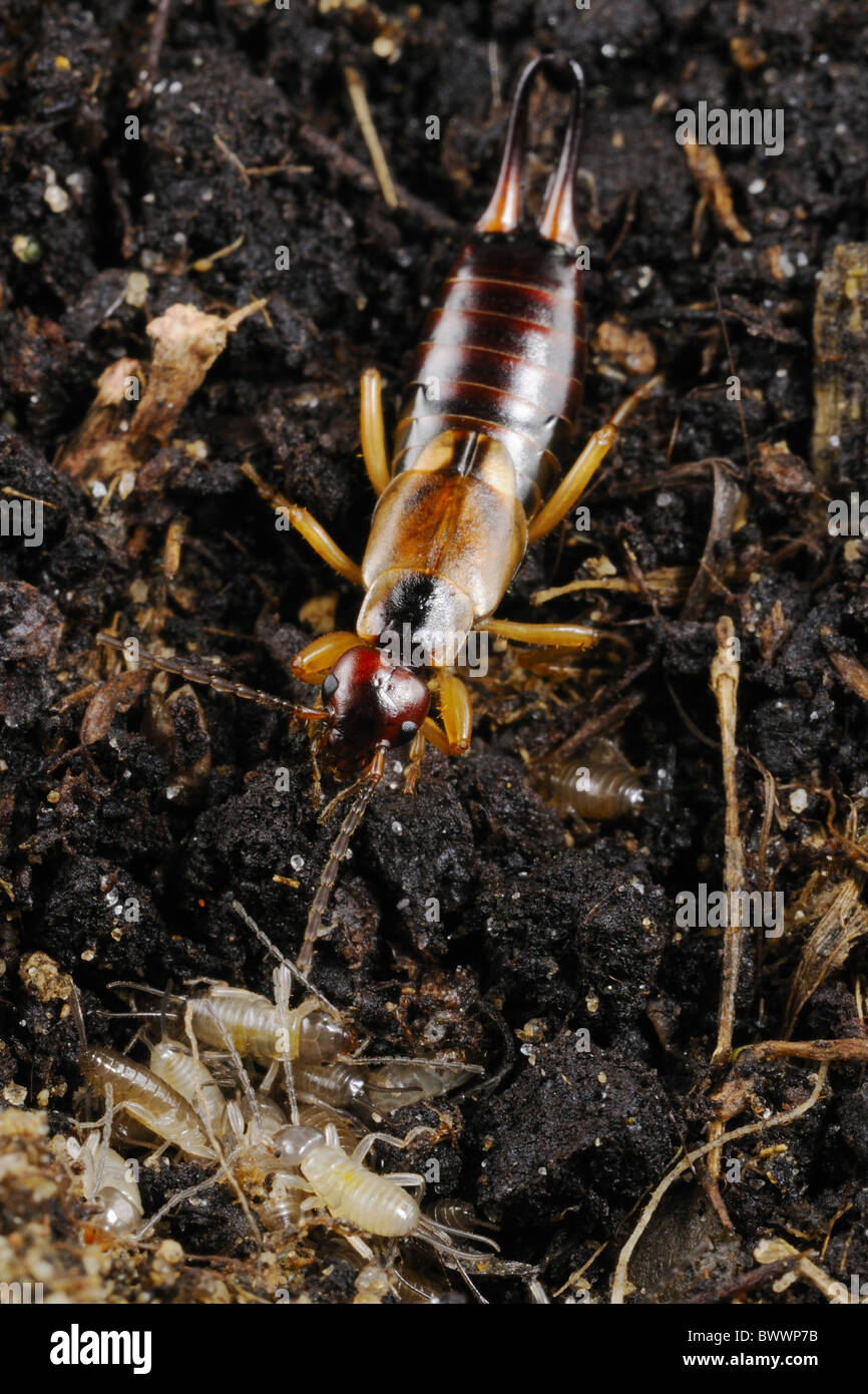 Forficula auricularia Insects Invertebrates parental care invertebrate ...