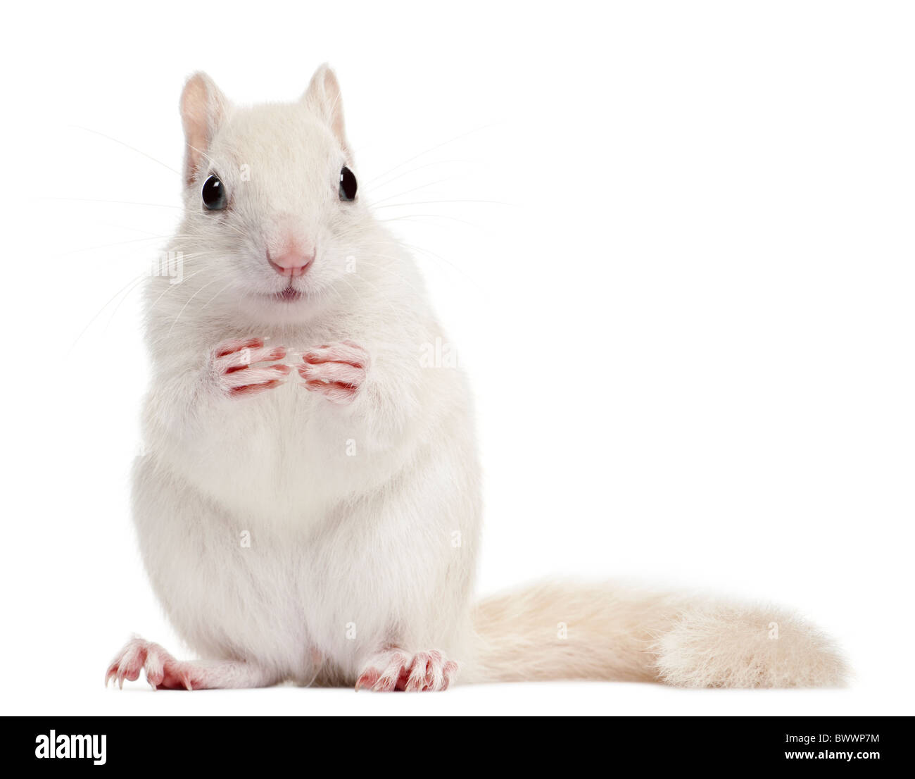 Eastern Chipmunk, Tamias striatus, 2 years old, in front of white background Stock Photo