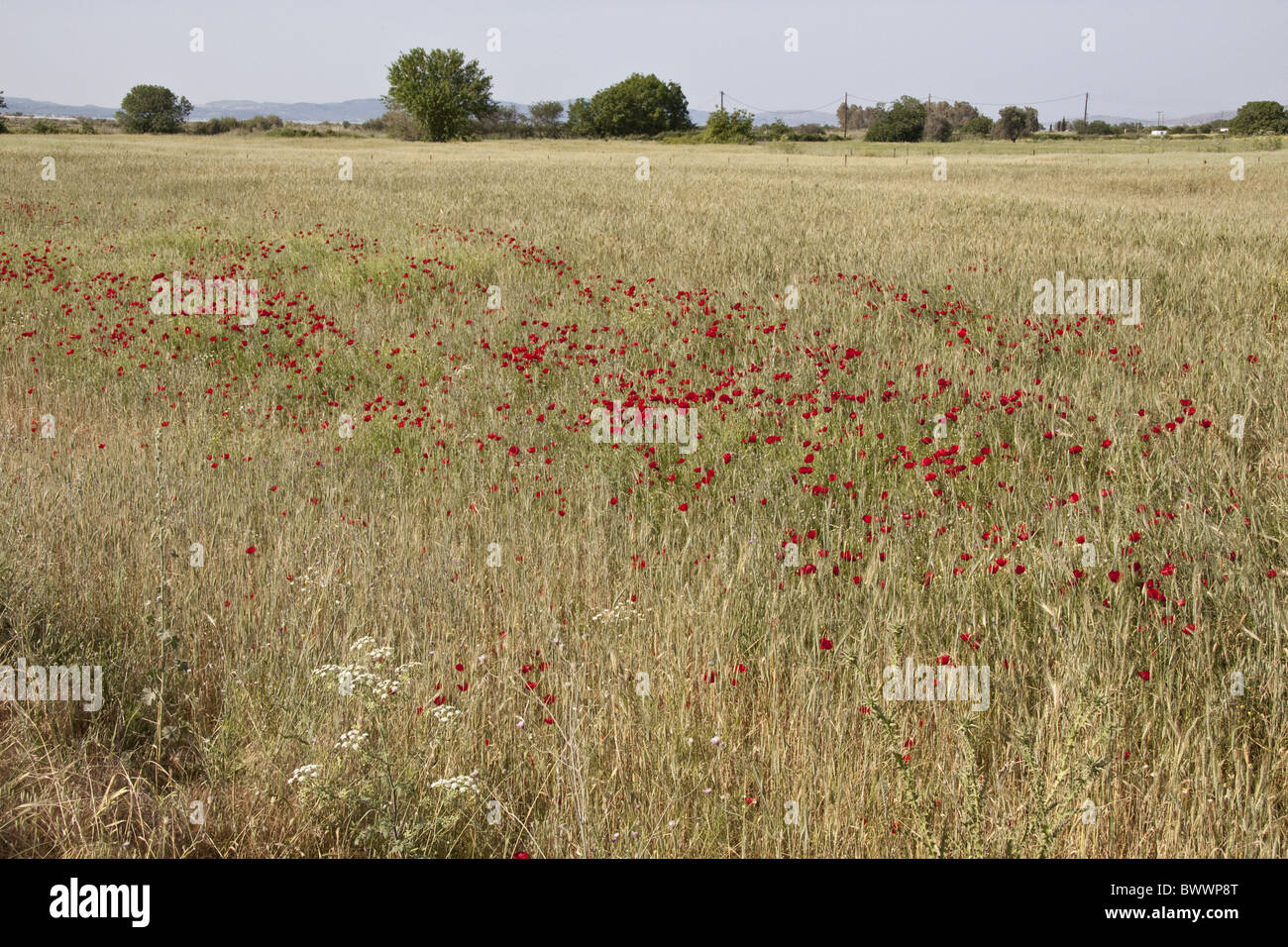 Mediterranean poppies, growing in barley field Stock Photo
