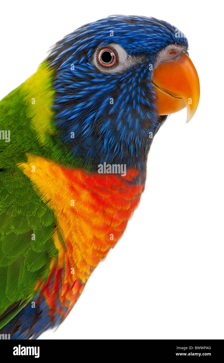 Rainbow Lorikeet, Trichoglossus haematodus, 3 years old, in front of white background Stock Photo
