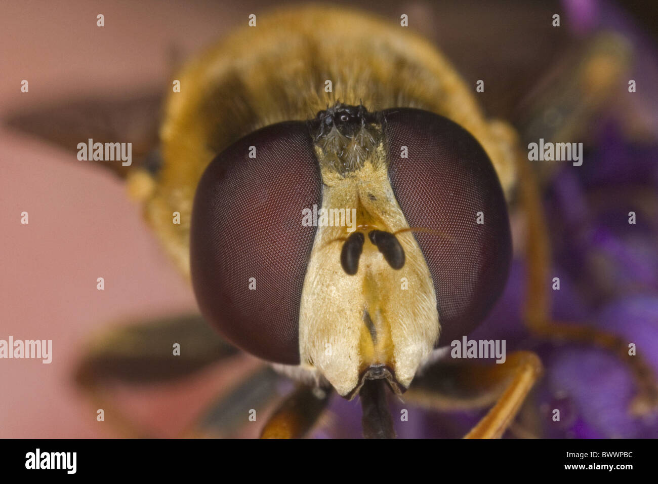Hoverfly Syrphidae sp. adult close-up head with Stock Photo