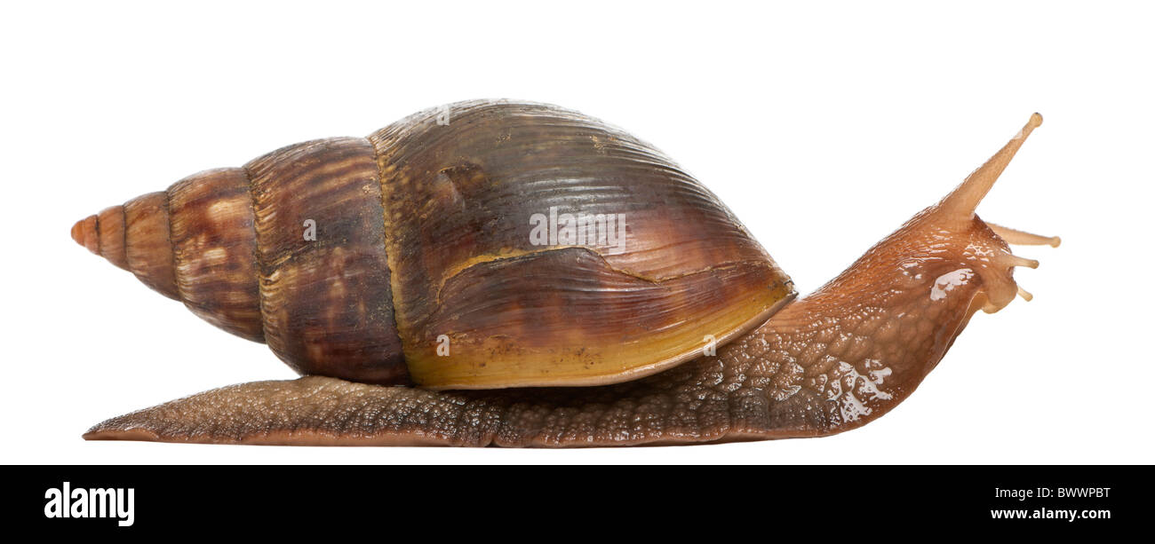 Giant African land snail, Achatina fulica, 5 months old, in front of white background Stock Photo